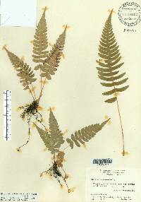 Blechnum occidentale image