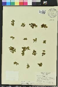 Salvinia minima image