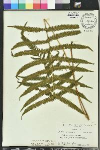 Thelypteris kunthii image