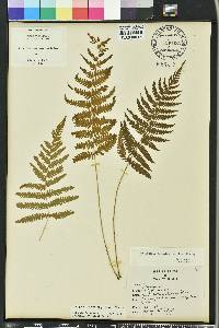 Thelypteris kunthii image