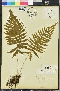 Thelypteris hispidula image