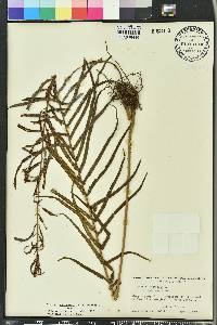 Pteris x delchampsii image