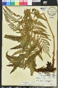 Dryopteris ludoviciana image