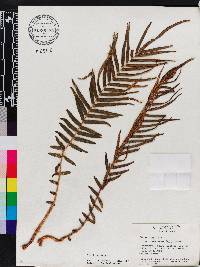 Pteris vittata image