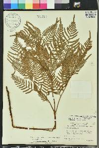 Pteridium aquilinum subsp. pseudocaudatum image