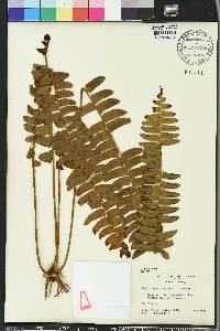 Nephrolepis exaltata image