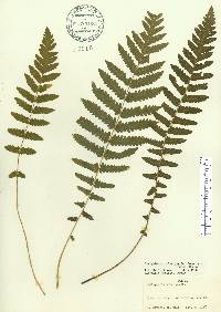 Thelypteris sclerophylla image