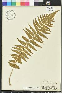 Dryopteris ludoviciana image