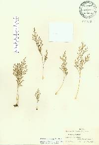 Sphenomeris clavata image