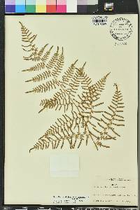 Pteridium aquilinum var. caudatum image