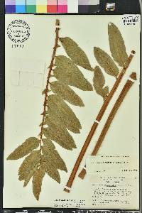 Acrostichum danaeifolium image