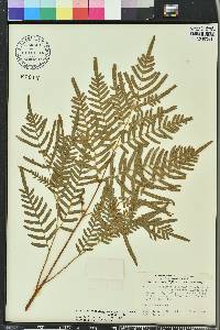 Pteridium aquilinum subsp. pseudocaudatum image