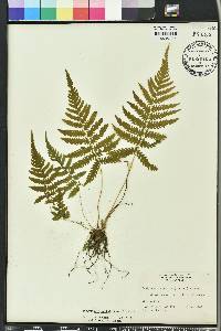Thelypteris kunthii image