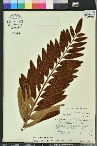 Acrostichum danaeifolium image