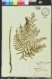 Pteridium aquilinum subsp. pseudocaudatum image