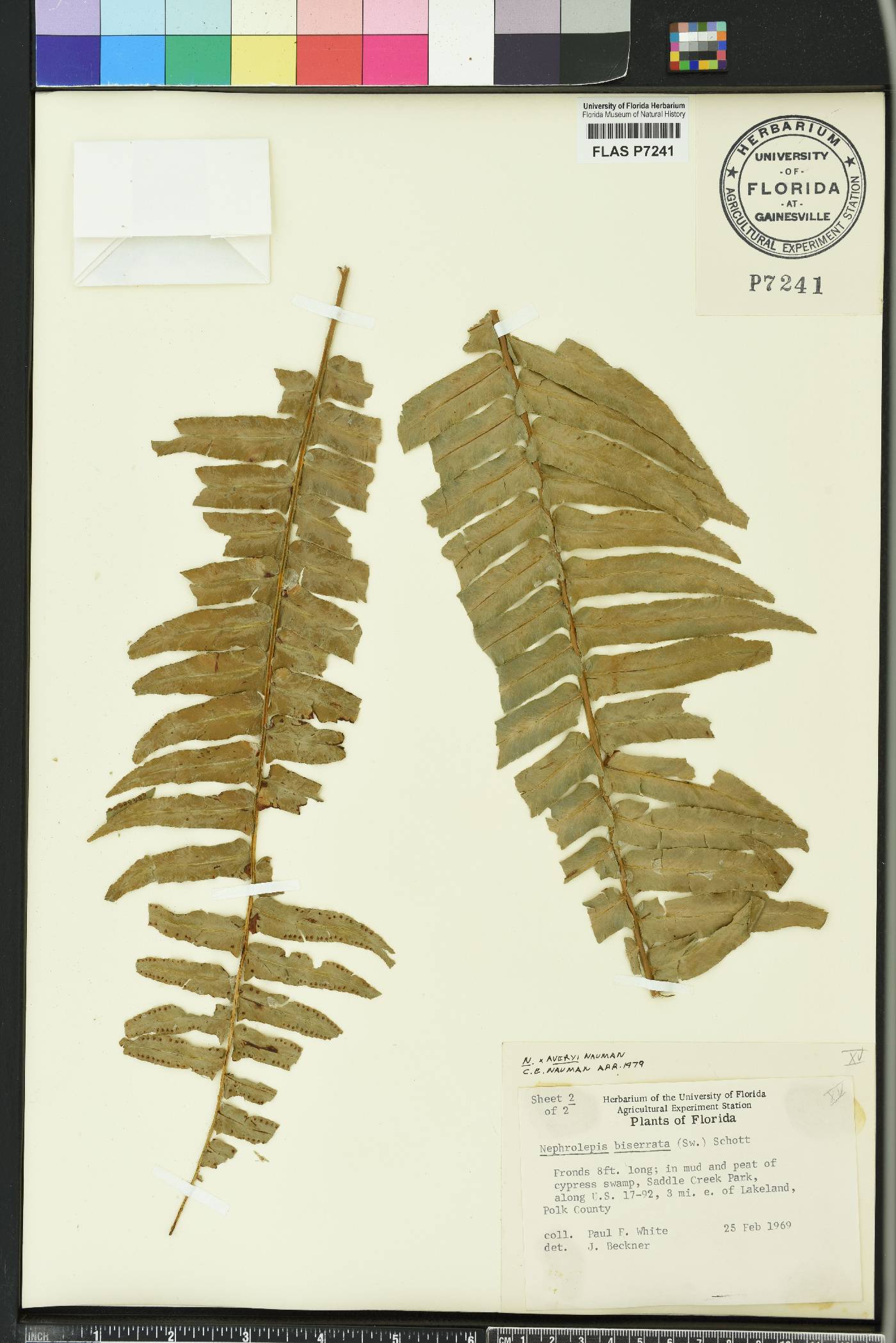 Nephrolepis x averyi image