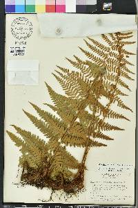 Dryopteris ludoviciana image