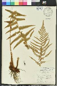 Dryopteris ludoviciana image