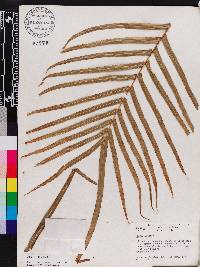 Pteris vittata image