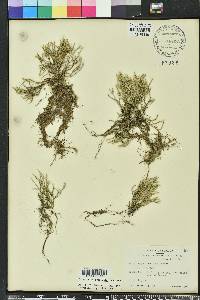 Selaginella arenicola image