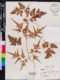 Lygodium japonicum image