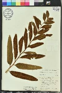 Acrostichum danaeifolium image