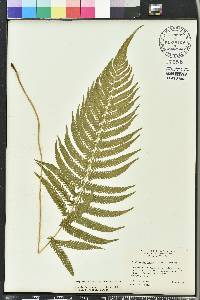 Thelypteris kunthii image