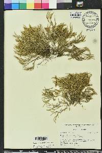 Selaginella arenicola image