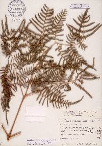 Pteridium aquilinum var. caudatum image