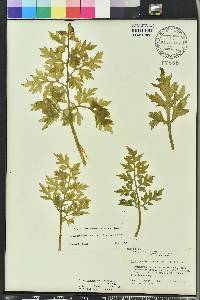 Ceratopteris thalictroides image