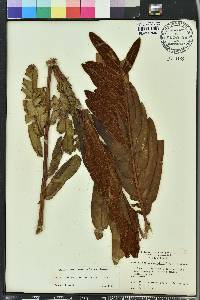 Acrostichum danaeifolium image