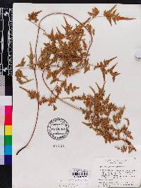 Lygodium japonicum image