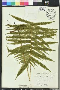 Thelypteris kunthii image