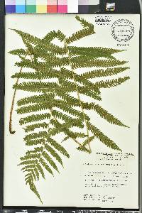 Thelypteris hispidula image