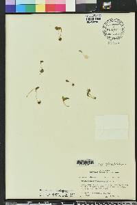 Ophioglossum crotalophoroides image