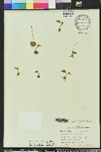 Ophioglossum crotalophoroides image