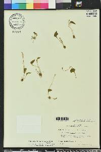 Ophioglossum crotalophoroides image