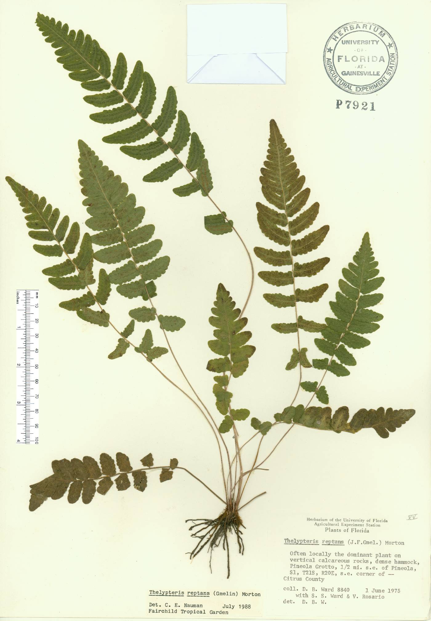 Thelypteris reptans image