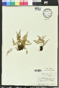 Asplenium montanum image