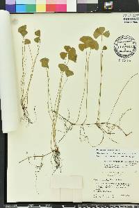 Marsilea vestita image