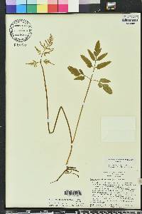 Sceptridium biternatum image