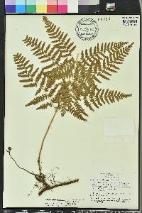 Pteridium aquilinum subsp. pseudocaudatum image