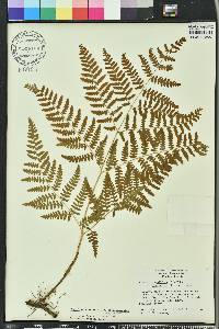 Pteridium aquilinum subsp. pseudocaudatum image