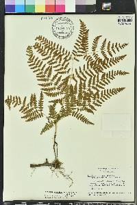 Pteridium aquilinum subsp. pseudocaudatum image