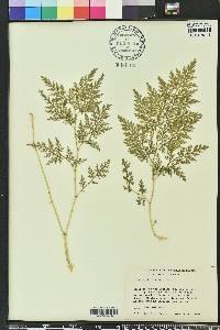 Selaginella braunii image