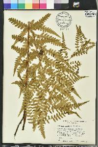 Dryopteris ludoviciana image