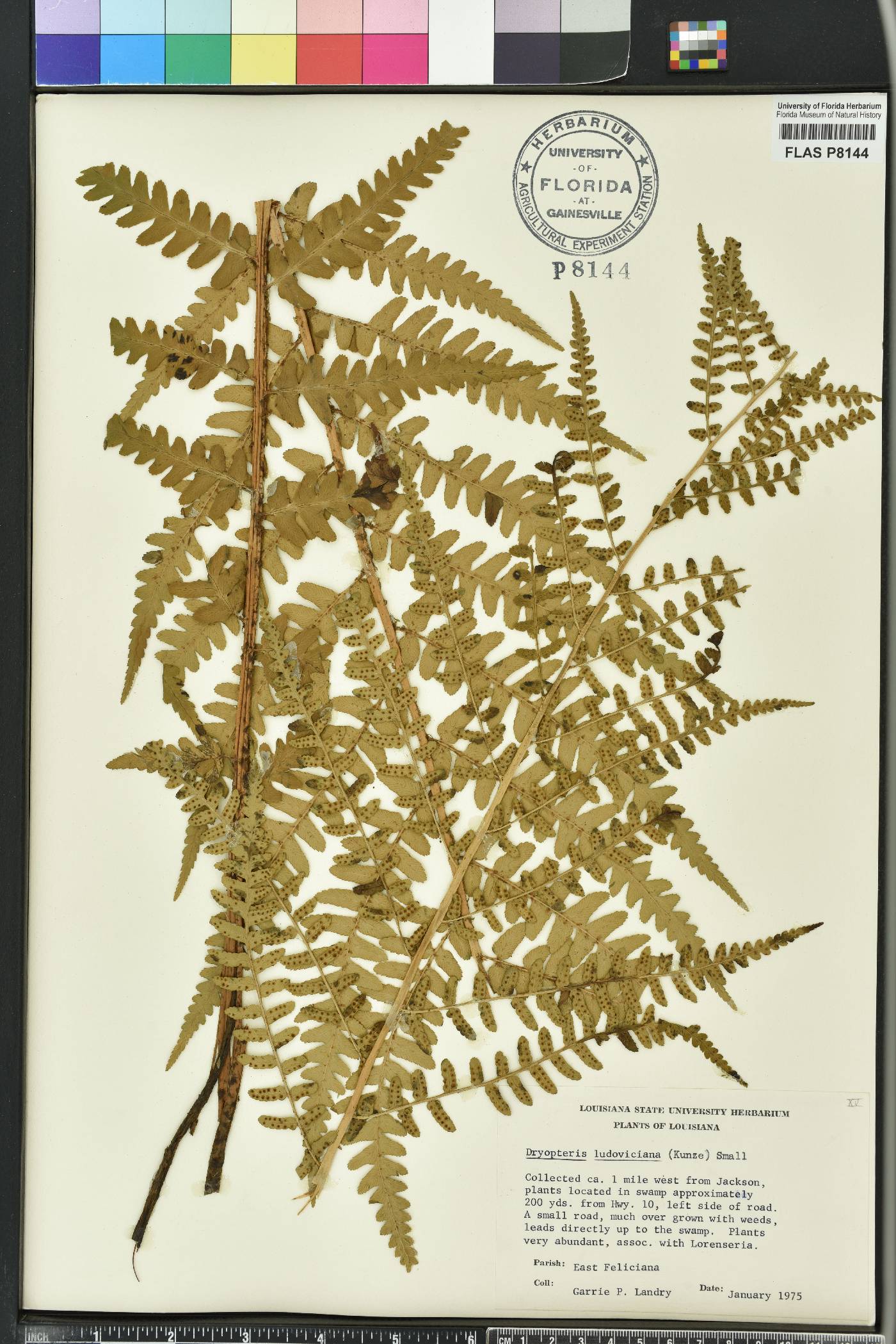 Dryopteris ludoviciana image