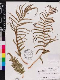 Pteris vittata image