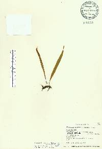 Pleopeltis astrolepis image