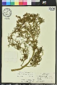 Ceratopteris pteridoides image